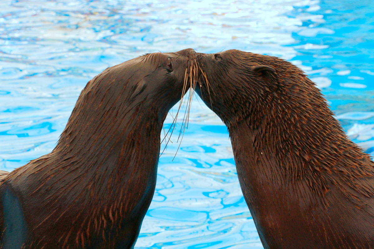 Ponchik กับ Masha แมวน้ำทั้ง 2 ตัว, seals 