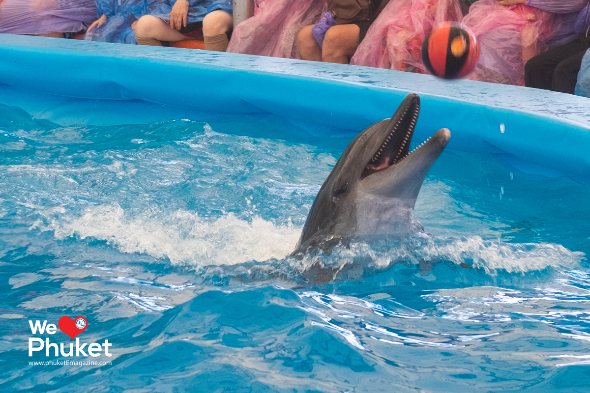 Dolphin Bay Phuket Show โลมา เลี้ยงลูกบอล 