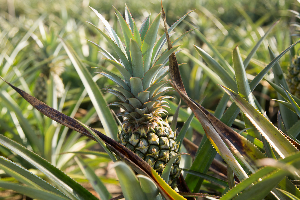 Phuket’s Pineapple 2018 - Phuket E-Magazine